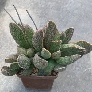 Adromischus hybr Belgium
