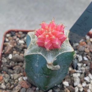 Gymnocalycium friedrichii 'Agua Dulce' fa variegata