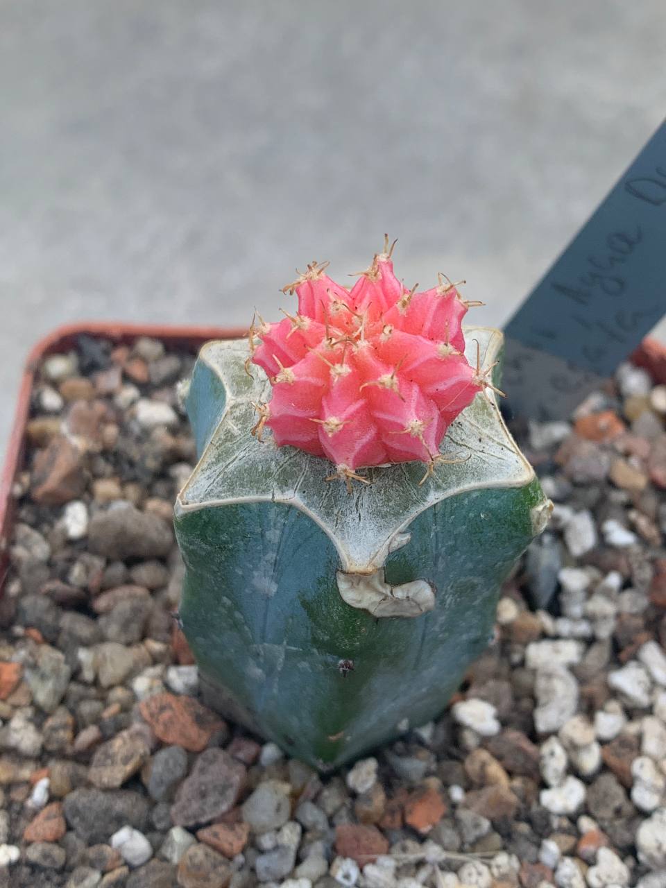 Gymnocalycium friedrichii 'Agua Dulce' fa variegata