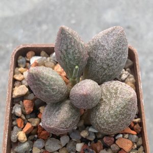 Adromischus MO #29H