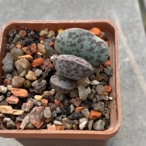 Adromischus marianiae ‘hallii’ CR1235