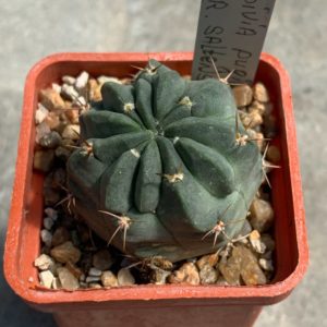 Lobivia pugionacantha var. salitrensis WR 92