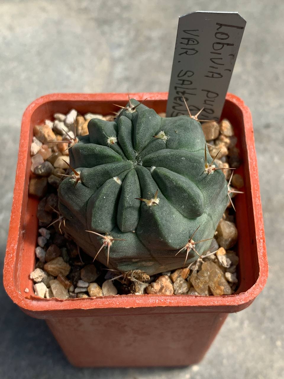 Lobivia pugionacantha var. salitrensis WR 92