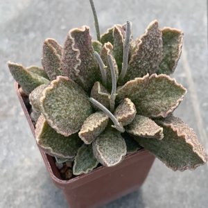 Adromischus hybr Belgium