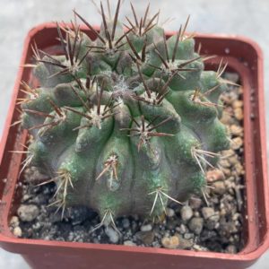 Neochilenia simulans
