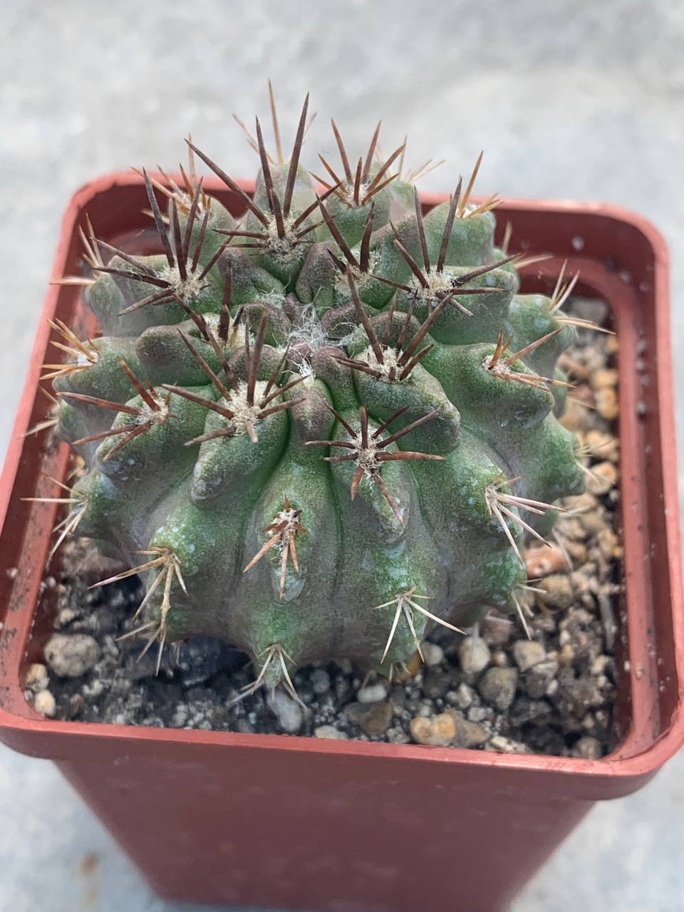 Neochilenia simulans