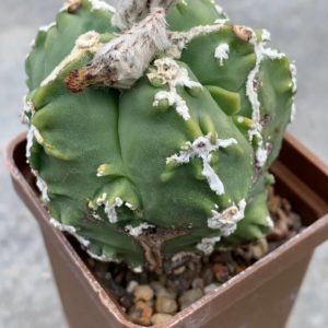 Astrophytum myriostigma nudum Fukuryu