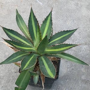 Agave lophantha ‘splendida’
