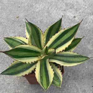 Agave lophantha cv. ‘Quadricolor’
