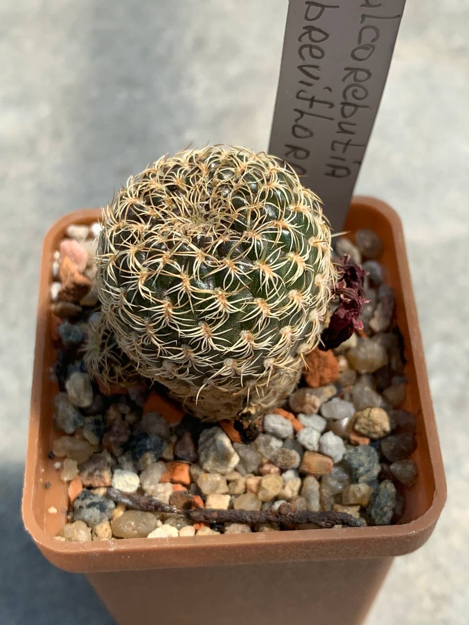 Sulcorebutia breviflora L314