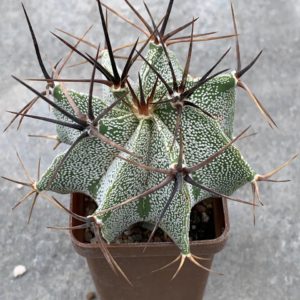 Astrophytum Ornatum