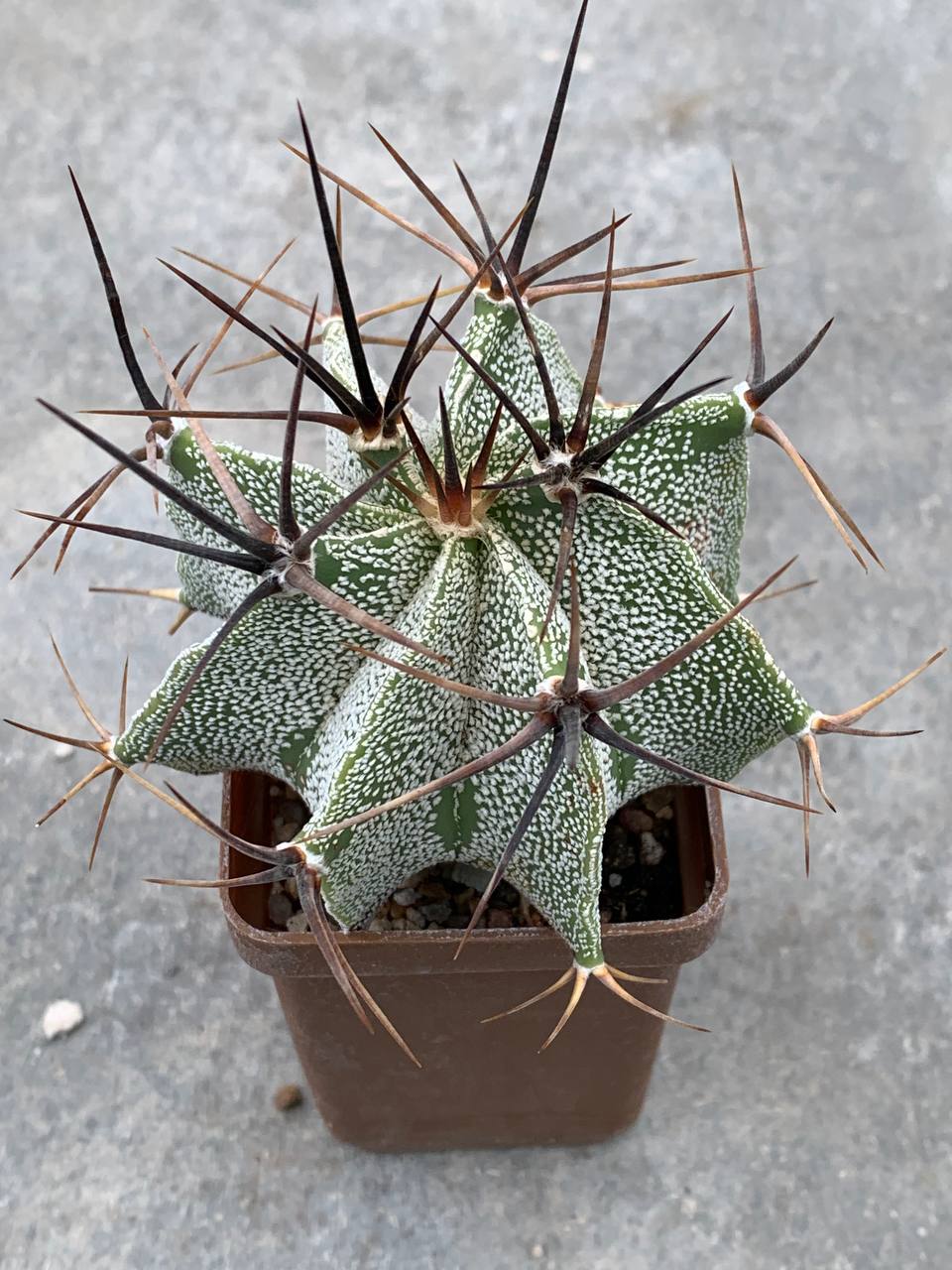 Astrophytum Ornatum