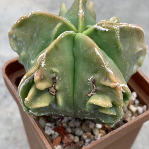 Astrophytum myriostigma nudum Fukuryu