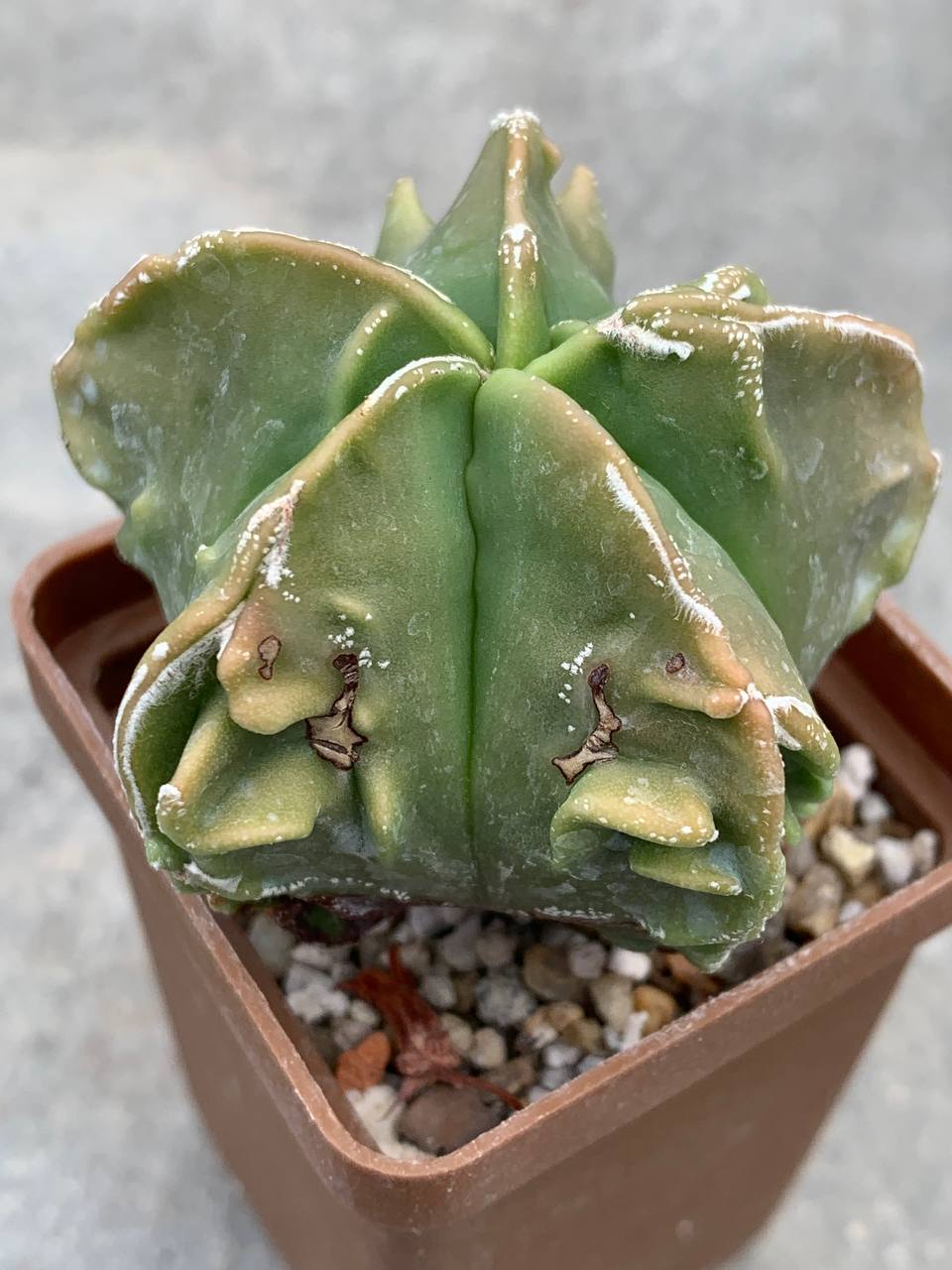 Astrophytum myriostigma nudum Fukuryu