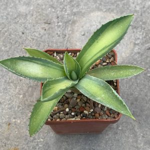 Agave potatorum kichiokan
