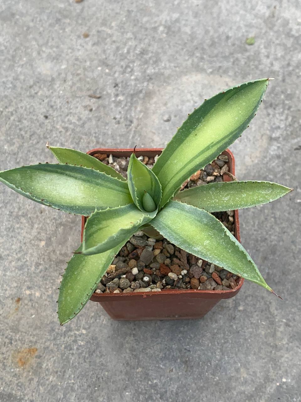Agave potatorum kichiokan