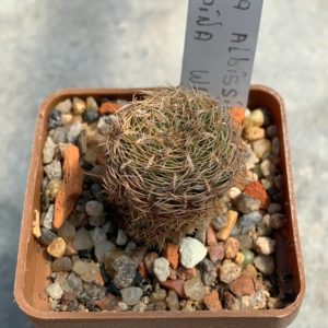 Sulcorebutia albissima var brunispina WK 699
