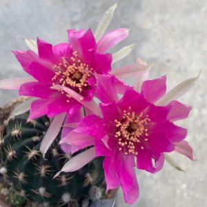 Lobivia tiegeliana var. pusilla R 90