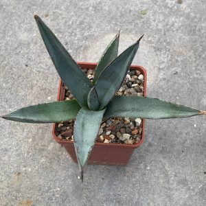Agave macroacantha