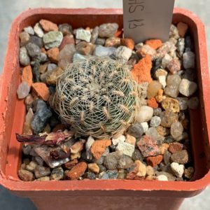 Sulcorebutia albissima HS 13