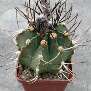 Astrophytum crassispinum x ornatum