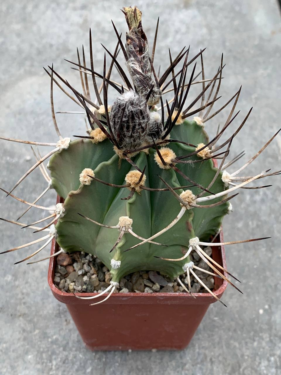 Astrophytum crassispinum x ornatum
