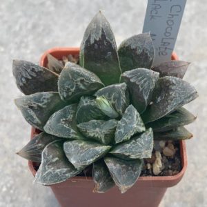 Haworthia cv. ‘Chocolate’ x cv ‘Black Major’ SY 8,5