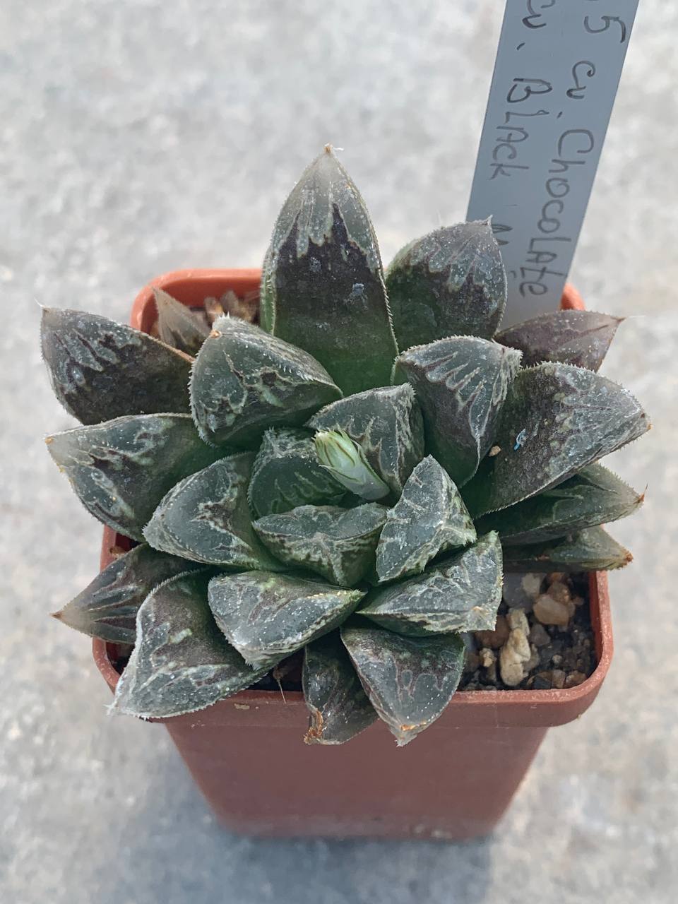 Haworthia cv. ‘Chocolate’ x cv ‘Black Major’ SY 8,5