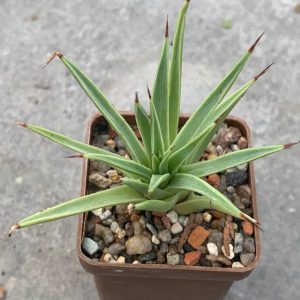 Agave stricta fa minima