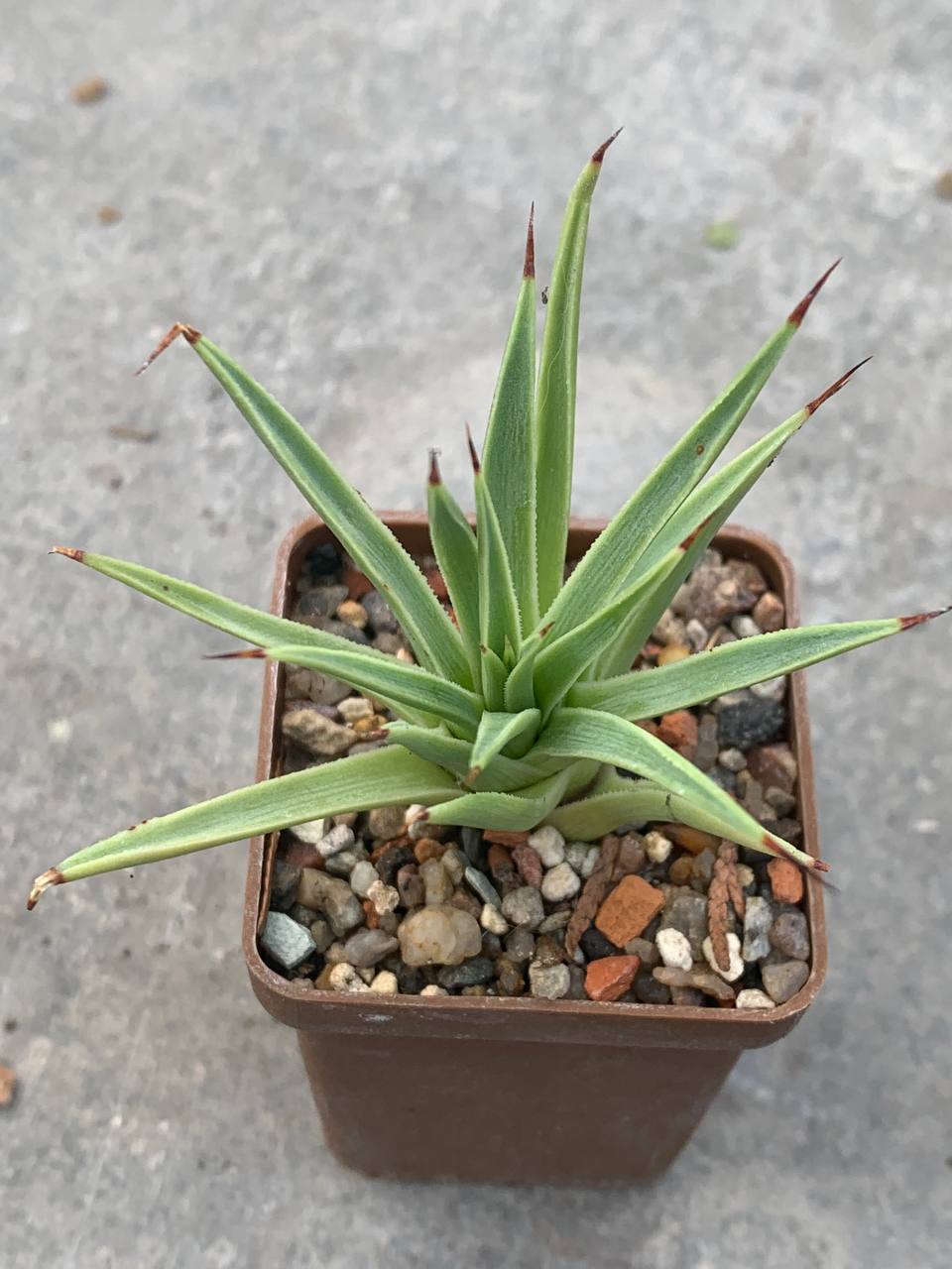 Agave stricta fa minima