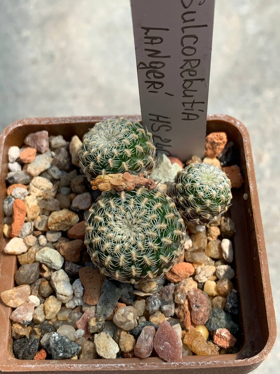Sulcorebutia langeri HS 240