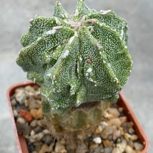 Astrophytum myriostigma Fukuryu