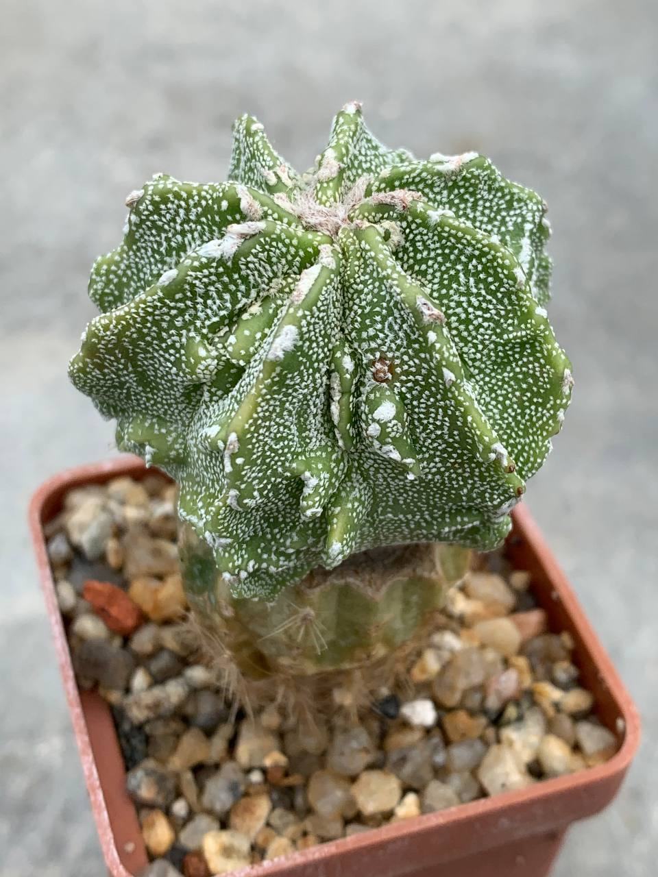 Astrophytum myriostigma Fukuryu