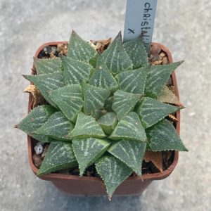 Haworthia pygmea fa crystallinae ES 3978