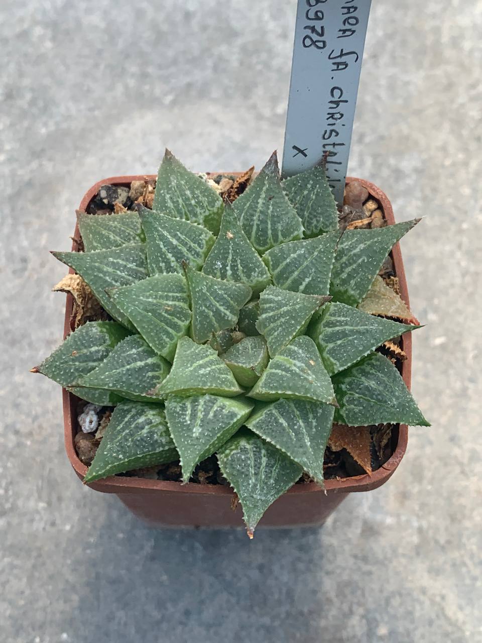 Haworthia pygmea fa crystallinae ES 3978