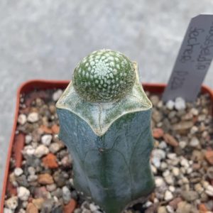 Blossfeldia fechseri P 224