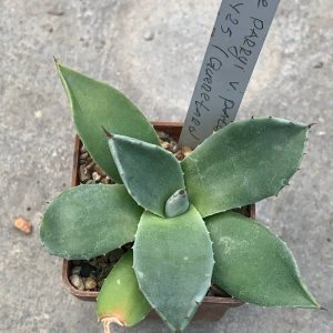Agave parryi var patonii ‘B 16425’ (Копировать)