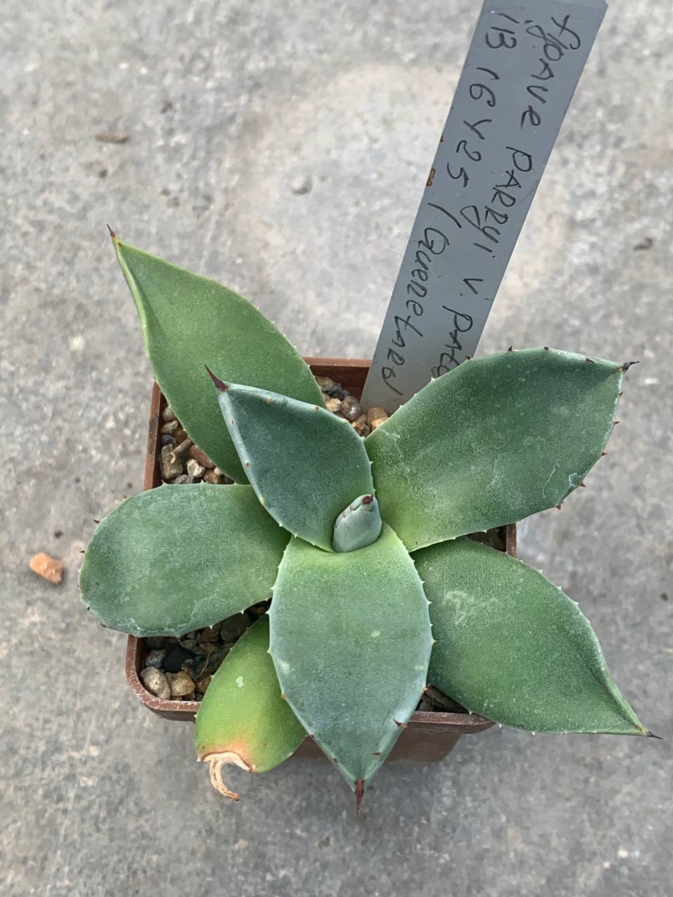 Agave parryi var patonii ‘B 16425’