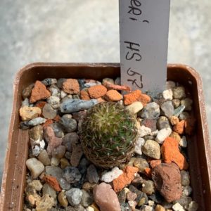 Sulcorebutia freudenbergeri HS 57