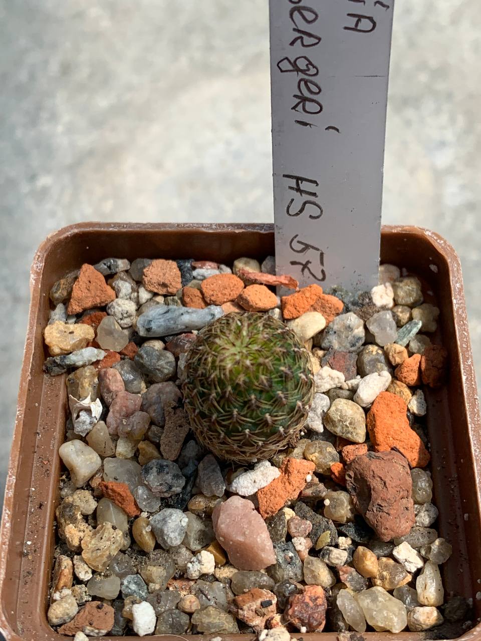 Sulcorebutia freudenbergeri HS 57