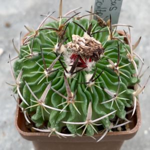 Stenocactus erectocentrus