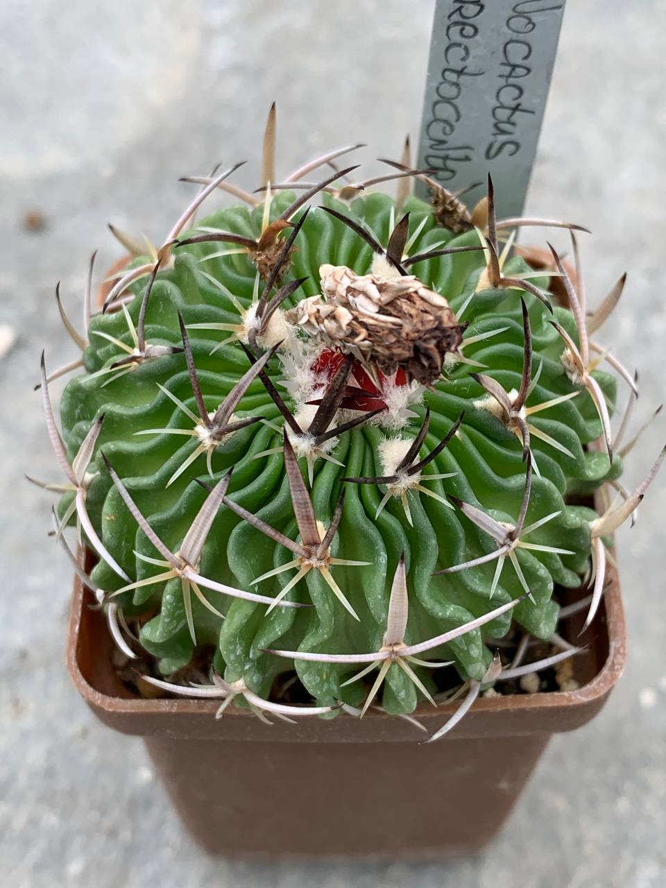 Stenocactus erectocentrus
