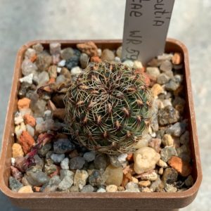 Sulcorebutia zavaletae WR 590