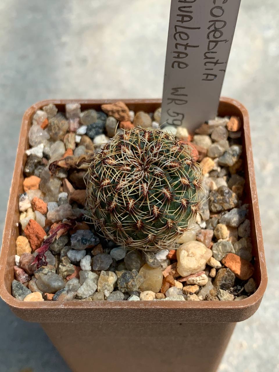 Sulcorebutia zavaletae WR 590