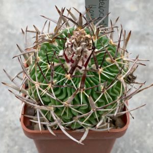 Stenocactus lloydii