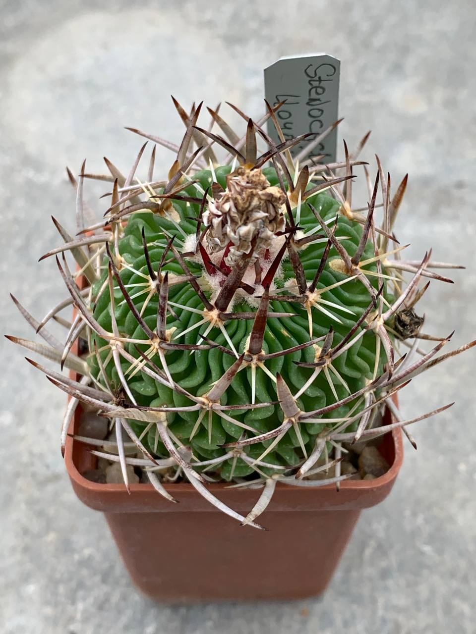 Stenocactus lloydii