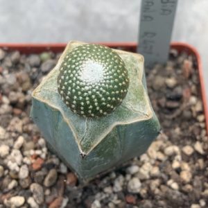 Blossfeldia liliputana