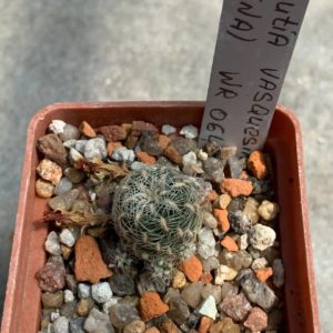 Sulcorebutia vasquesiana (albispina) WR 064