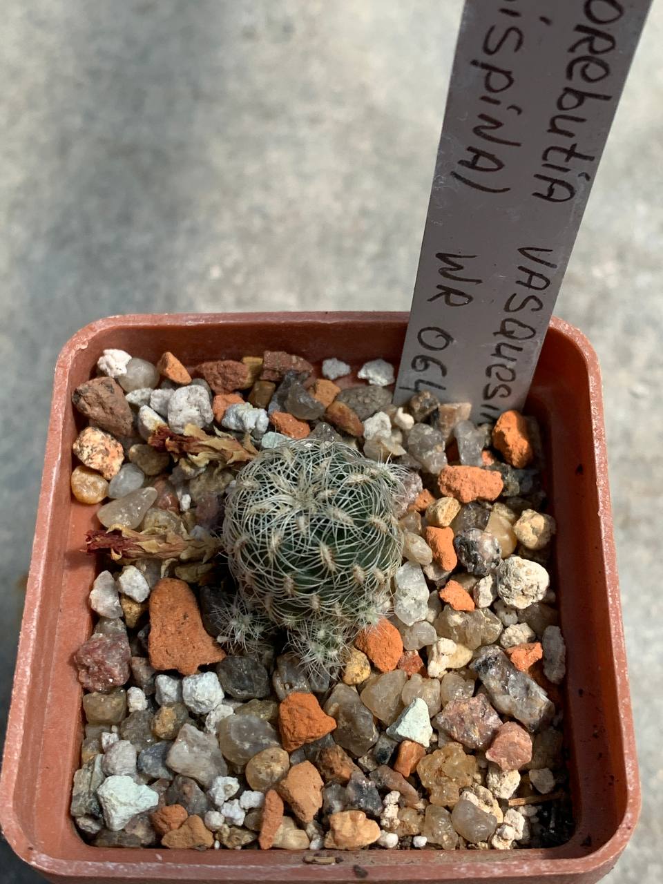 Sulcorebutia vasquesiana (albispina) WR 064