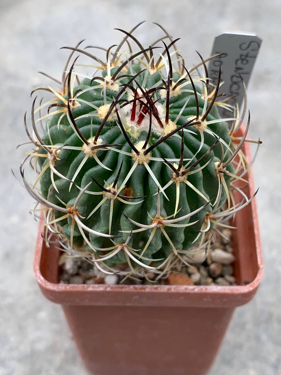 Stenocactus aoracanthus